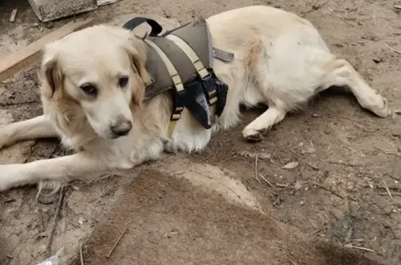 Alerte: Golden Retriever perdu - photo