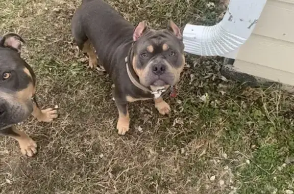 Lost Mini Pit Bull in South KC - Help Find Him!