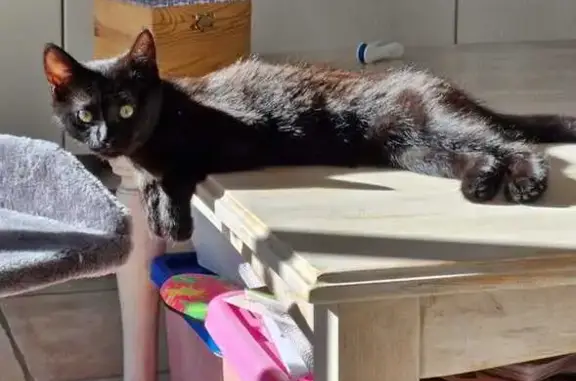 Chat perdu, Die, photo: Chat aux yeux jaunes perdu à Die
