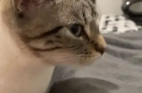 Animaux perdus Maromme, photo: Chatte tigrée perdue à Maromme