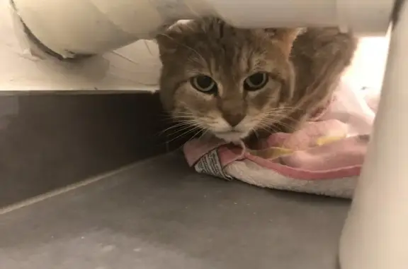 Chat gris tigré trouvé à Maromme - photo