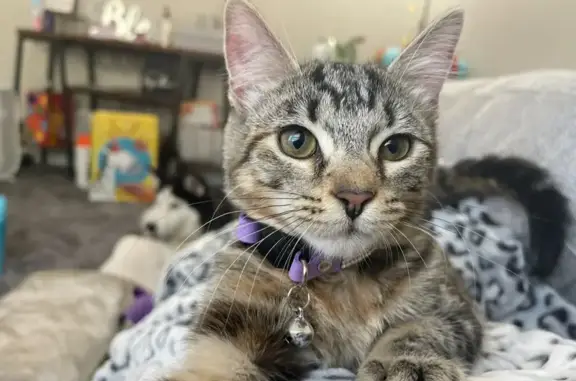 Lost Tabby Cat - Spayed & Chipped - Columbus