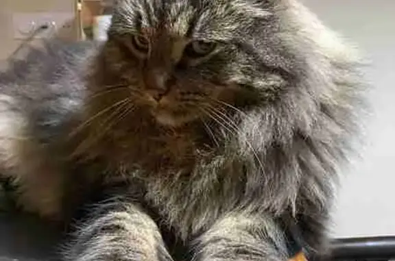 Chat perdu, , photo: Chat tigré Mikado perdu à Landavran