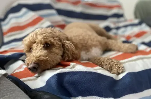 Lost Cocker Poodle Lucy on London Rd - Help!
