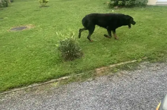 Chien Beauceron et Jack perdus - photo