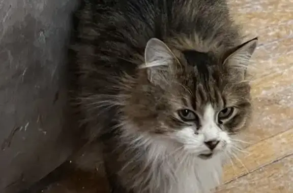 Chat aux pattes longues perdu à Laval - photo