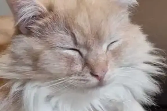Animaux perdus Lambersart, photo: Chat Nuts disparu à Lambersart