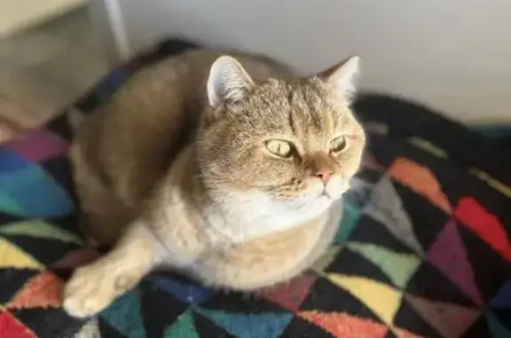 Chat perdu à Santec, aidez-nous! - photo