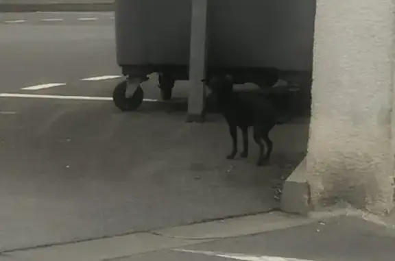 Petit lévrier retrouvé à Chocques - photo
