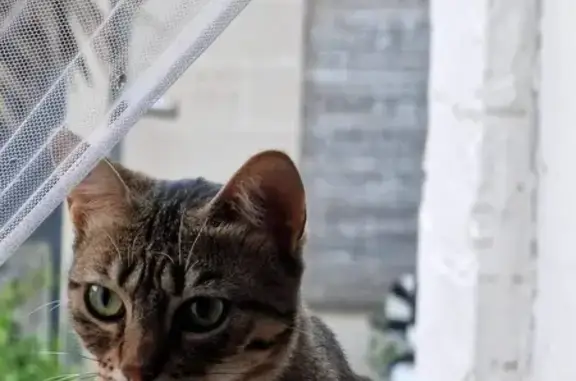 Animaux perdus Bordeaux, photo: Chat tigré perdu à Bordeaux