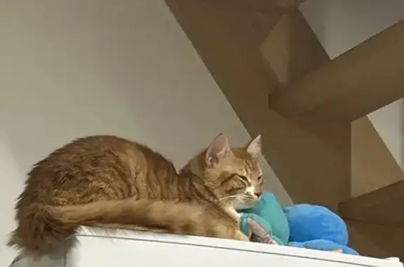 Chat perdu, Fréjus, photo: Chat roux et blanc perdu à Fréjus