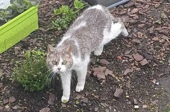 Chat gris-blanc trouvé à Amiens - photo