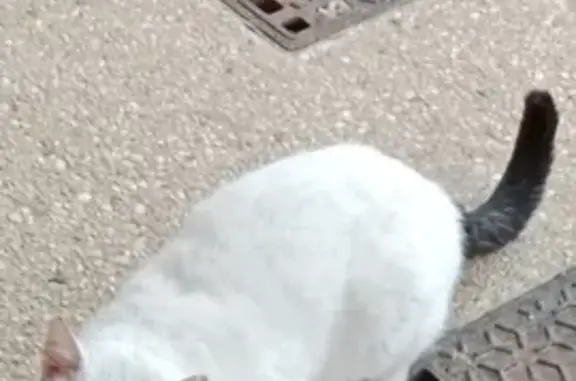 Chat craintif aux cicatrices trouvé - photo