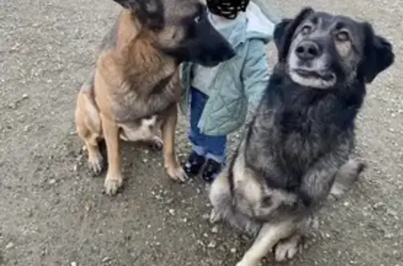 Animaux perdus Lafrançaise, photo: Chien Malinois perdu, mâle marron