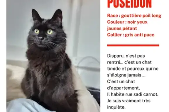 Animaux perdus Pont-Audemer, photo: Chat noir Poseidon perdu à Pont-Audemer