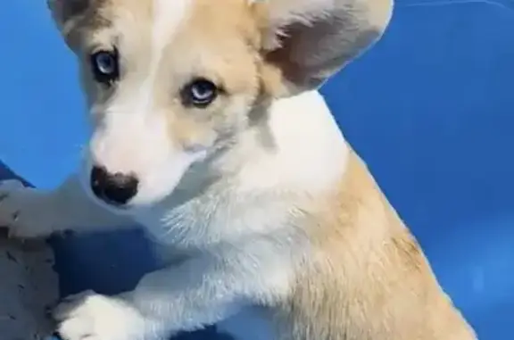 Lost Corgi Puppy: Cream & White, Blue Eyes!