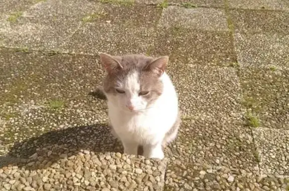 Chat gris-blanc trouvé à Lusignan - photo