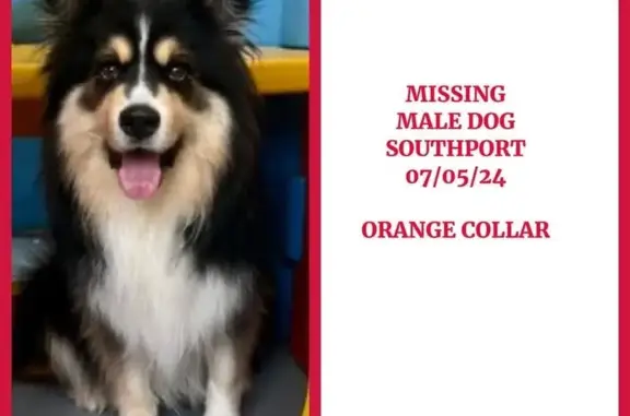 Help Find Nipix: Missing Black & White Dog!