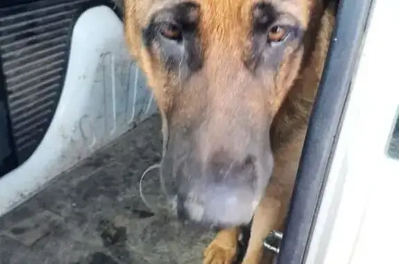 Chien trouvé , photo: Chien âgé et berger trouvé à Genneton
