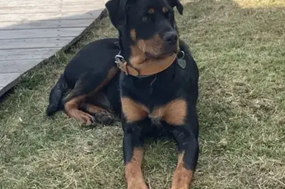 Chien perdu Vence, photo : Chienne beauceron perdue à Vence