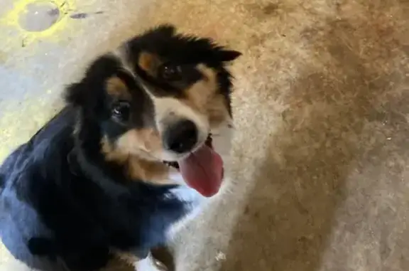 Chien perdu à Lavergne retrouvé - photo