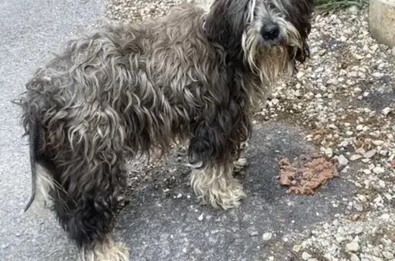 Chien griffon errant à La Bastide - photo