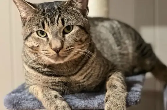 Help Find Mercan: Lost Tabby in Bedford, NH