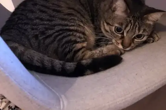Animaux perdus Toulouse, photo: Chat Européen perdu à Toulouse