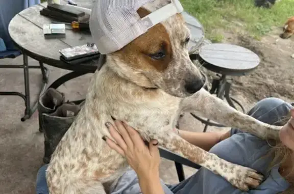 Lost Red Heeler Thelma - Call if Seen! | Dunnellon