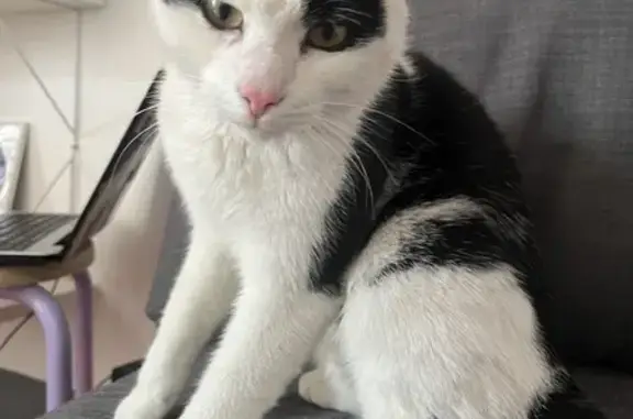 Chat retrouvé à Wazemmes, Lille - photo