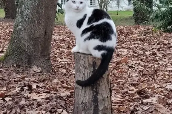 Animaux perdus Morigny-Champigny, photo: Chatte blanche perdue à Morigny