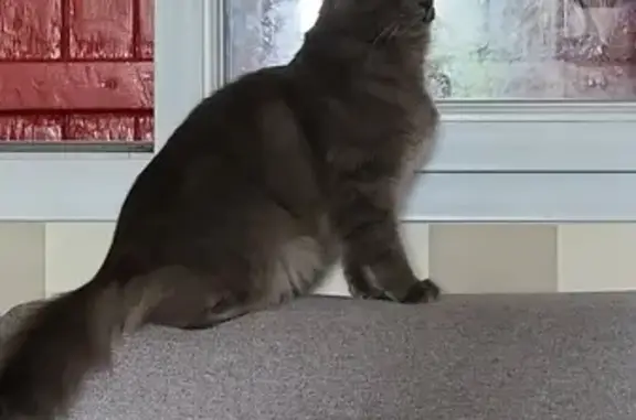 Animaux perdus , photo: Chat Tchoupi gris disparu à Laversines
