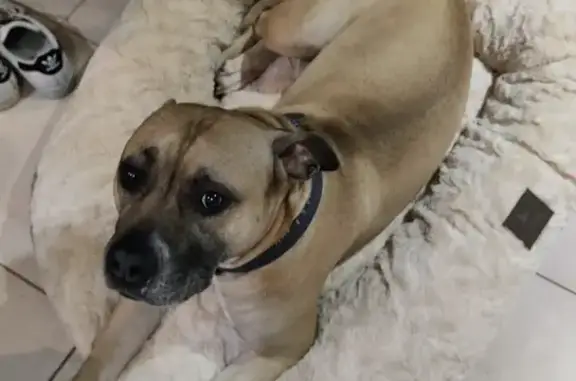 Chien perdu Metz, photo : Staffie perdu à Metz, collier bleu