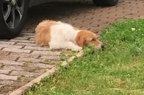 Chien griffon femelle trouvé - photo