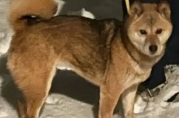 Chien perdu Ribeauvillé, photo : Shiba Inu perdu à Ribeauvillé