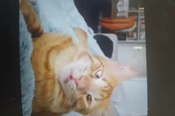 Animaux perdus Brest, photo: Chat roux poil long perdu à Brest