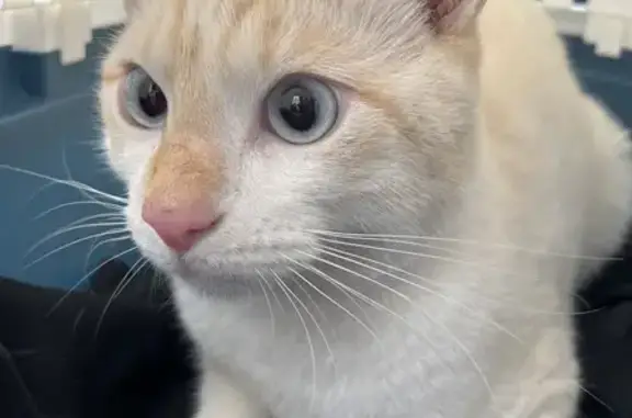 Chat blanc/roux yeux bleus trouvé à Lyon - photo