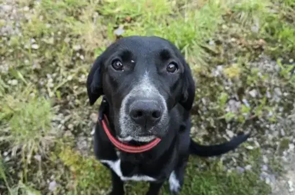 Chien trouvé , photo: Chien perdu au Caumont 591 trouvé