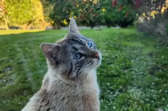 Chat mâle bicolore trouvé à La Bazouge - photo