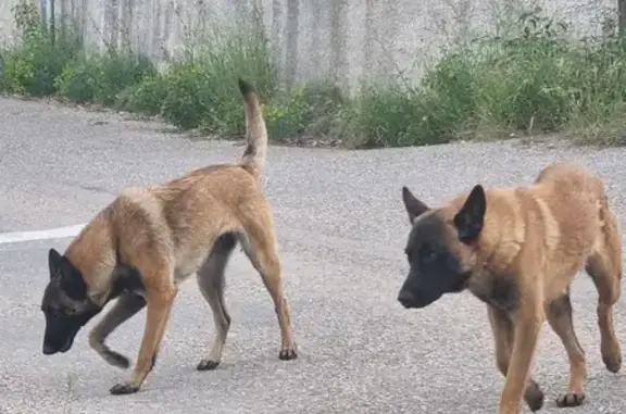 Chien Malinois perdu à Saint-André - photo