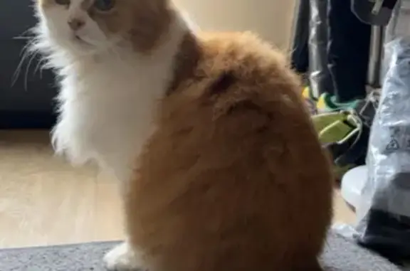 Animaux perdus Créteil, photo: Avis de recherche: Chatte rousse