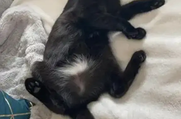 Lost Black Cat: Pink Collar - Upper Chorlton Rd