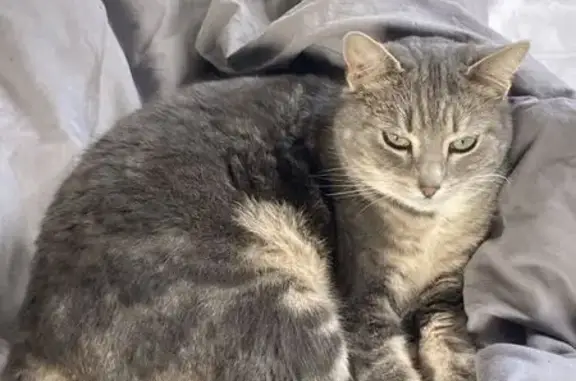 Chatte grise tigrée perdue - photo