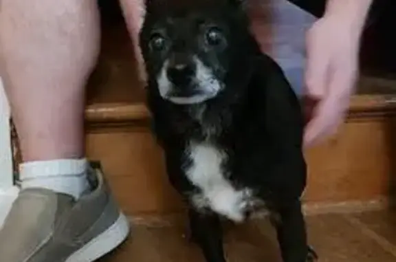 Senior Black Chihuahua Found - Oxley Rd, Columbus