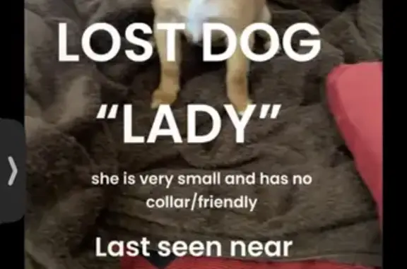 Missing dog, San Jose
