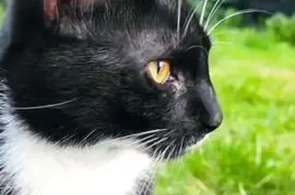 Animaux perdus La Gorgue, photo: Chat noir et blanc perdu à La Gorgue