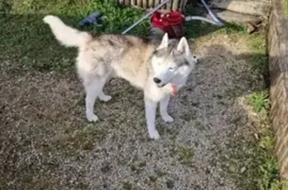Animaux perdus Dangé-Saint-Romain, photo: Husky aux yeux vairons perdu