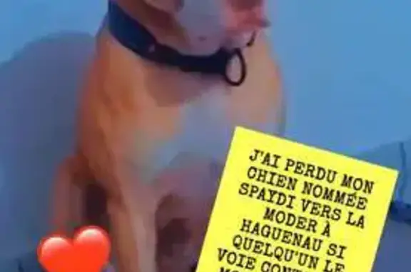Chien perdu à Haguenau, 17 rue - photo