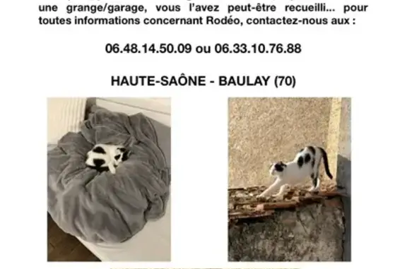 Animaux perdus , photo: Chat perdu à Baulay - Blanc/Noir