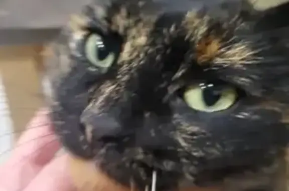 Chat perdu, , photo: Chat écaille disparu à Frières